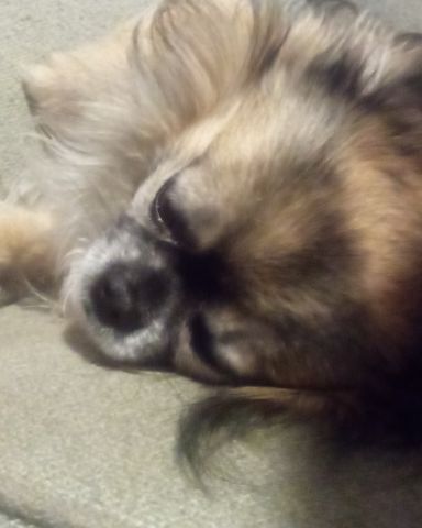 Cute Long Haired Chihuahua named Rocko