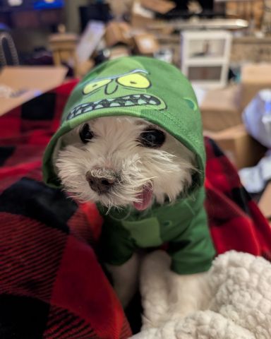 Cute Maltese Yorkie mix named Liberty