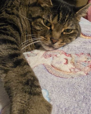 Cute cat named Rick