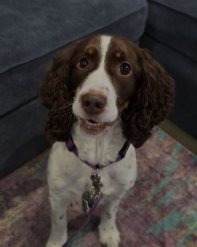 Cute English Springer Spaniel named Sparky