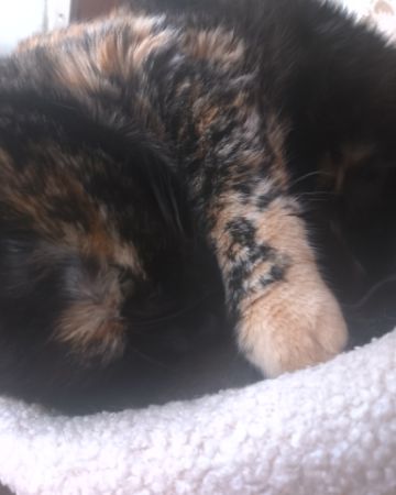 Cute American Shorthair named Candy (a.k.a. Angie)