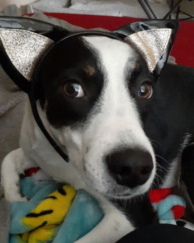 Cute Aussie/ Blue Heeler named Midi