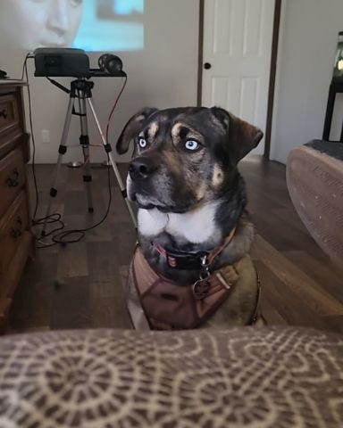 Cute Pitsky named Franklin