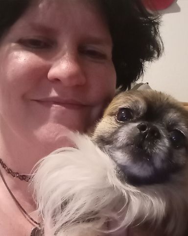 Cute Long Haired Chihuahua named Rocko