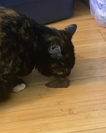 Cute American Shorthair named Candy (a.k.a. Angie)