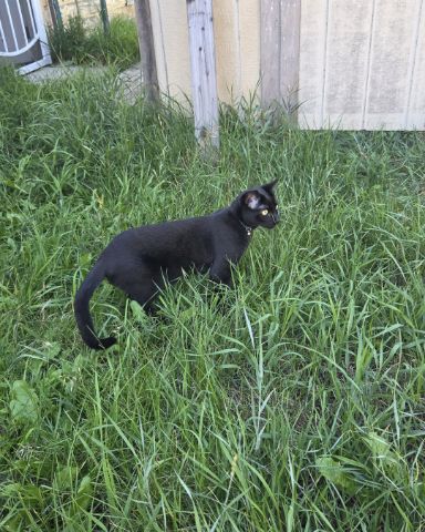 Cute DSH named Radium