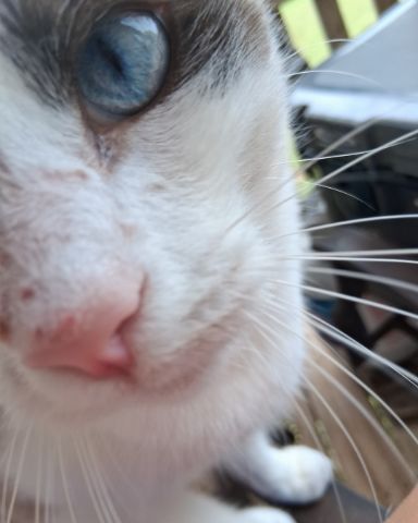Cute snowshoe named dewey
