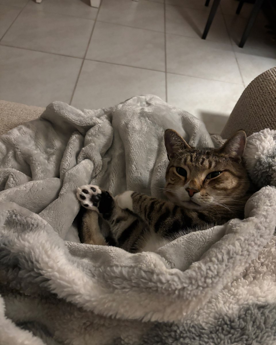 Cute cat named Jasper