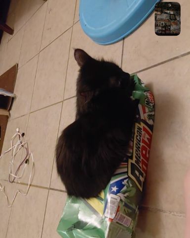 Cute cat named Kitty