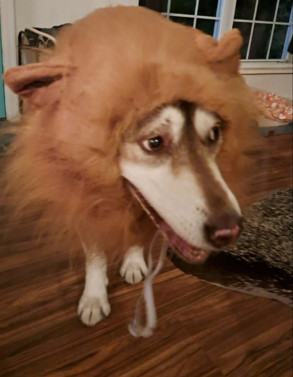 Cute Siberian Husky named Nala