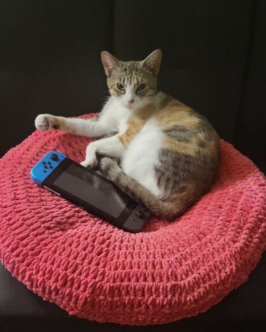 Cute cat named Oliver & Leena