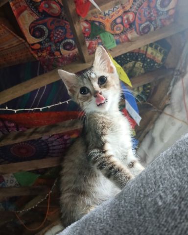Cute tabby named willow