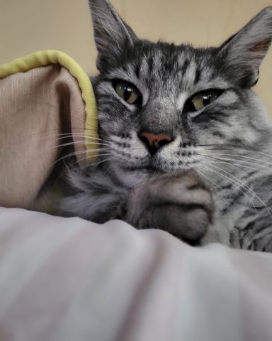 Cute cat named Yeti Freddie