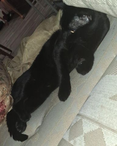 Cute Black cat named Hercules (Cool Herc)