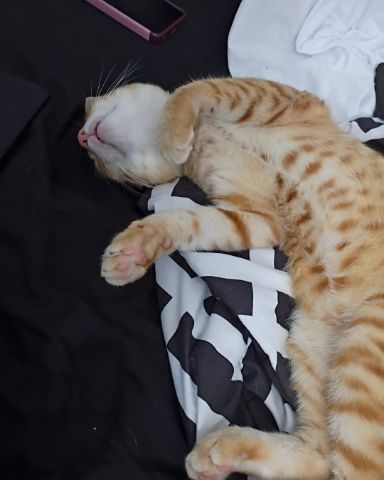 Cute orange cat named Ares