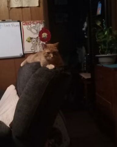 Cute tabby named Tiger