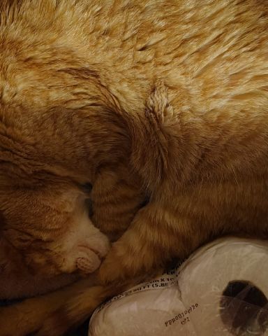 Cute Ginger named Harry