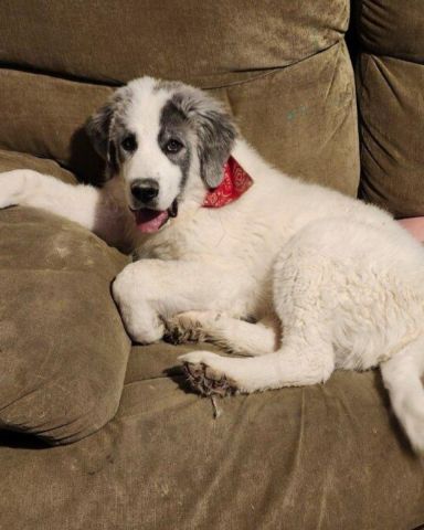 Cute Great Pyrenees named Sully