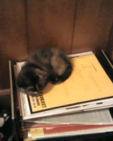 Cute cat named Gizmo