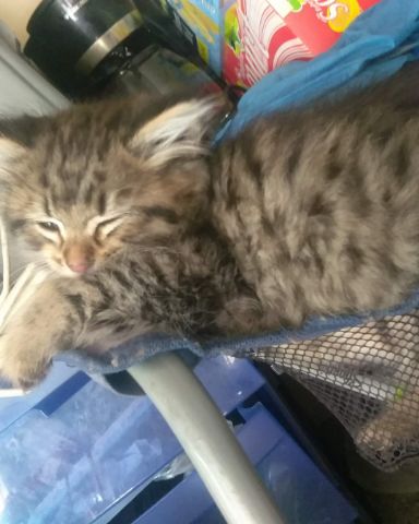 Cute MaineCoon Mix, Tabby named Booey; Baby Boy; Ka-Booey; Boo-Titters