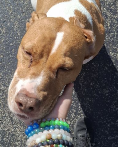 Cute pitbull named violet