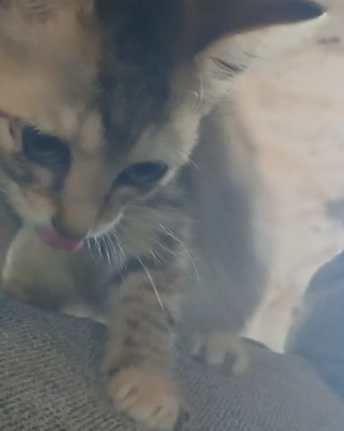 Cute tabby named willow
