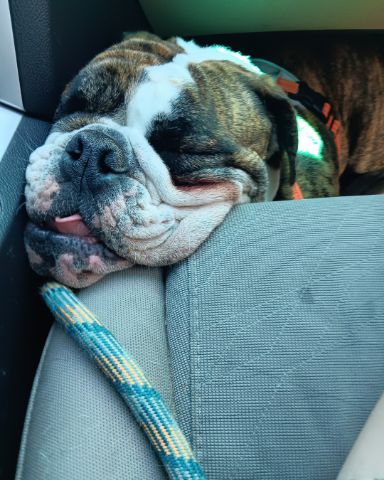 Cute English bull dog named Rufus