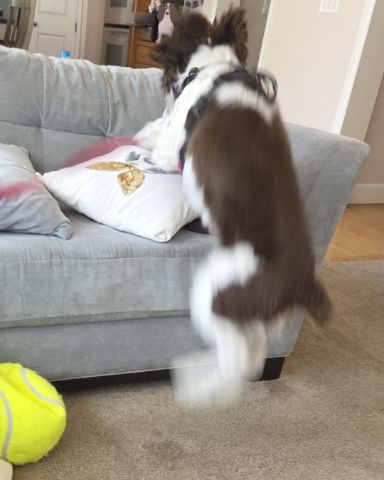 Cute English Springer Spaniel named Sparky