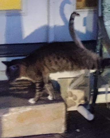 Cute Egyptian Tabby named Shadow