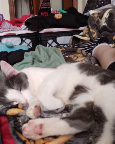 Cute American Shorthair named Cloudfur