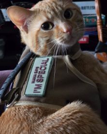 Cute Orange tabby named Phenyx