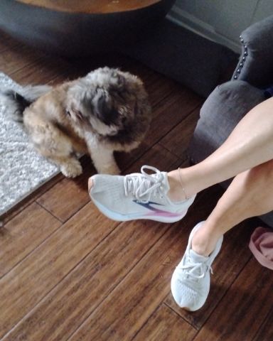 Cute pomeranian shih tzu named Coco