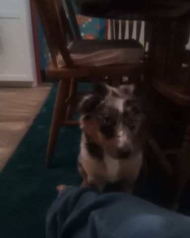 Cute corgi and austrailian shepherd named lily and penny