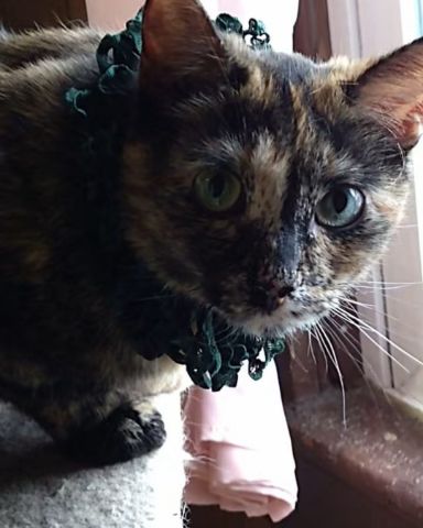 Cute cat named Gizmo