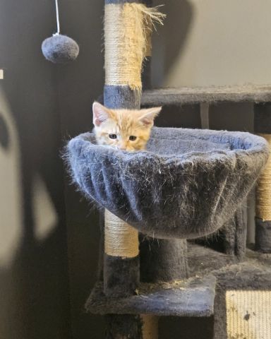 Cute cat named Brucey Jo