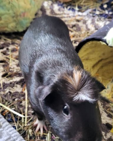 Cute Guinea pig named Raven