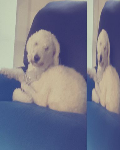 Cute golden doodle! named blaire
