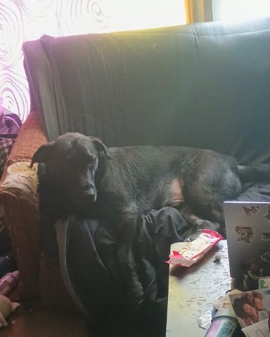 Cute black Lab German Shepherd mix named Titan