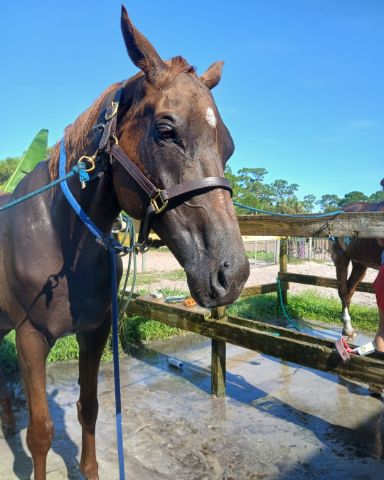 Cute TB;ARABIAN Cross named DEWY!