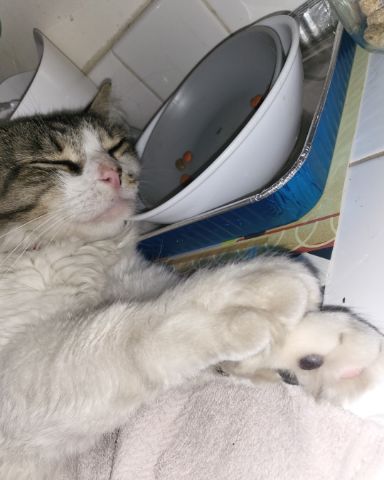 Cute tabby named Farley Fart