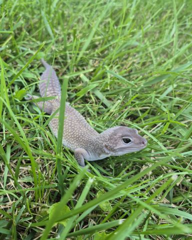 Cute blizzard lepord gecko named crystal