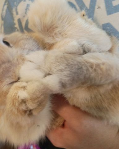Cute Bunny named Rocket