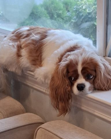 Cute Cavalier King Charles Spaniel named Arya