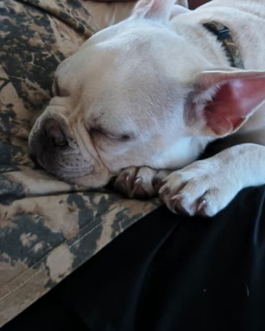 Cute dog named David and lola