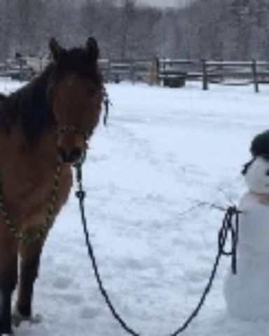 Cute horse named Horsies