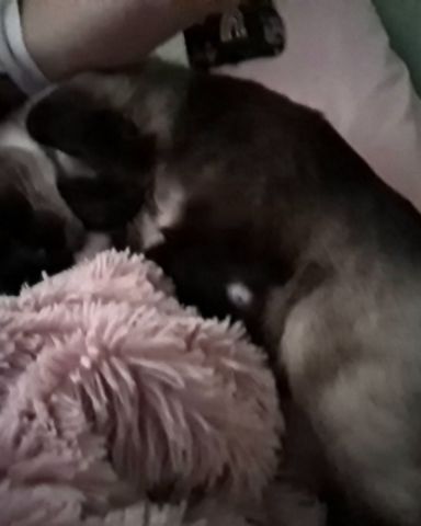 Cute Siamese named Luna🌙💫 (twin of Stella)
