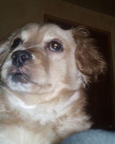 Cute PugZu named Yuri