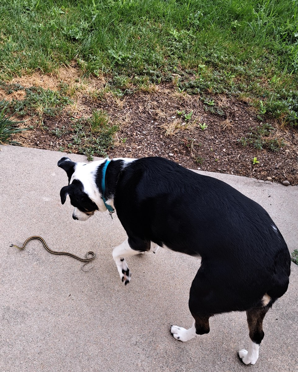 Cute dog named Midi