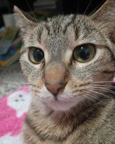 Cute cat named lilly