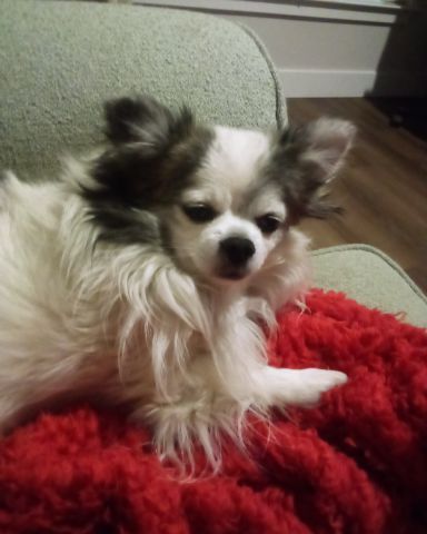 Cute Long Hair Chihuahua named Patches